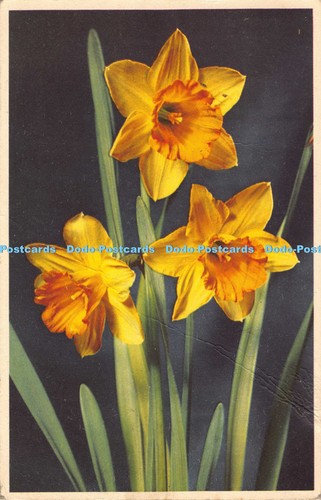 R041851 daffodil valentine - daffodil,